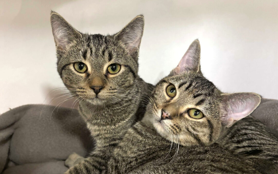 Phoebe & Piper are adopted!