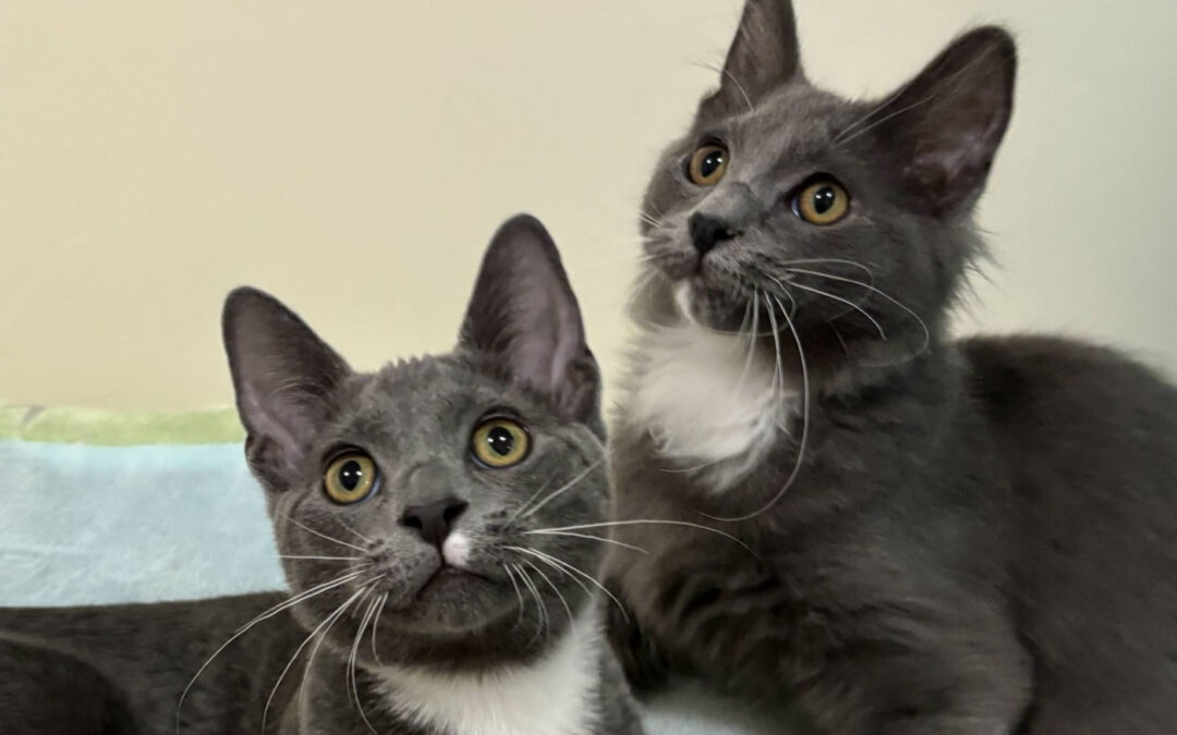 Available kittens