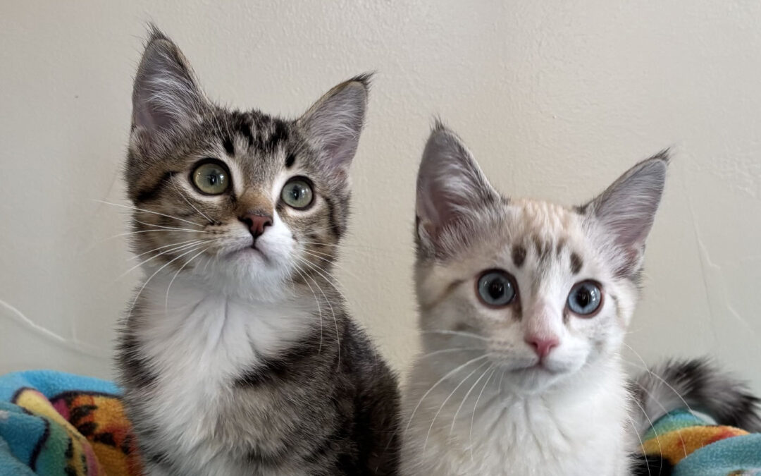 Available kittens