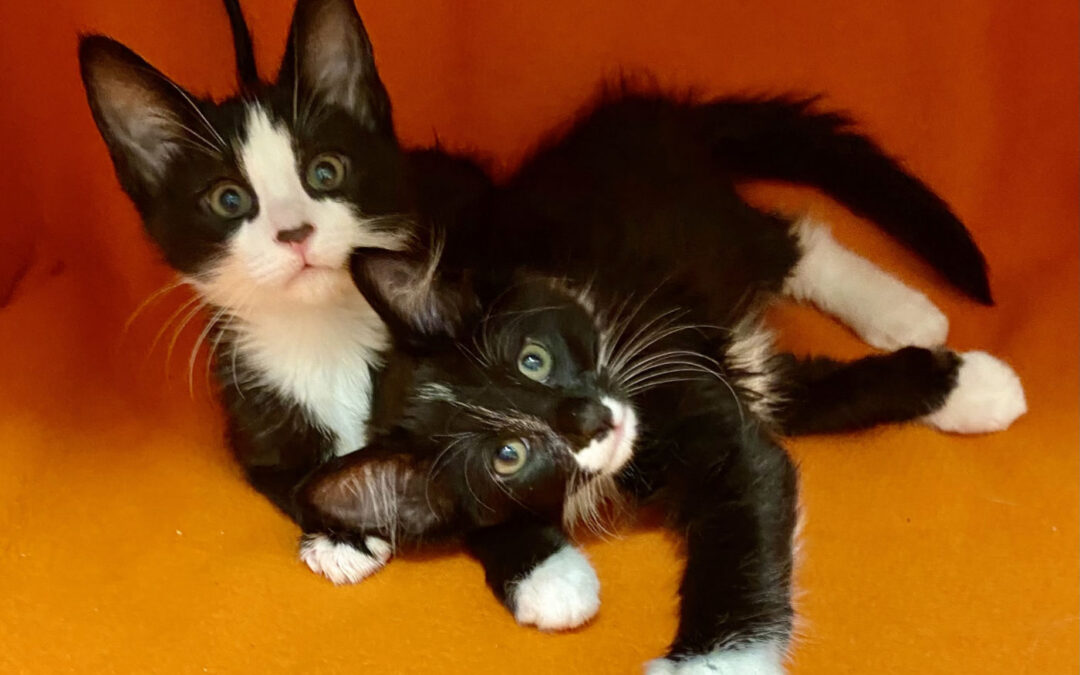 Available kittens