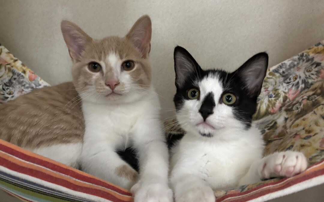 Available kittens