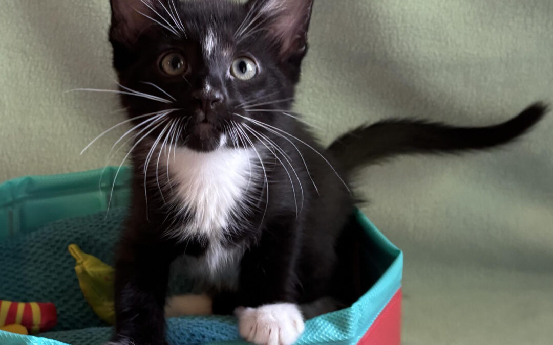 Available kittens