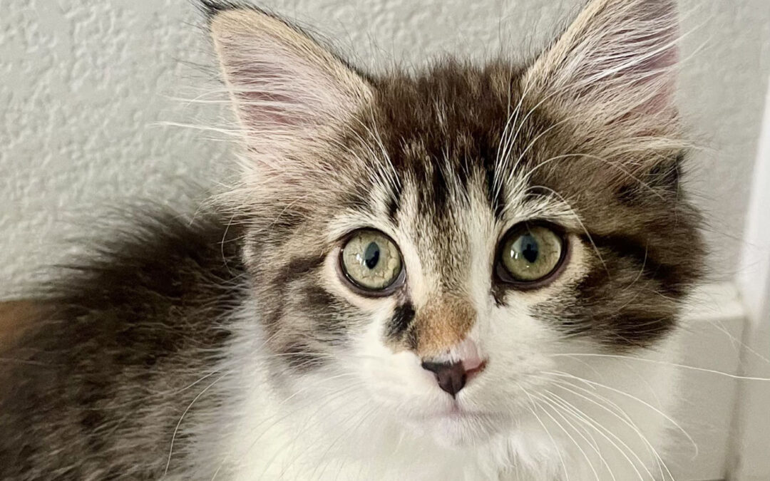 Willow (foster care)