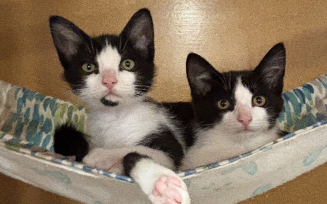 Available kittens