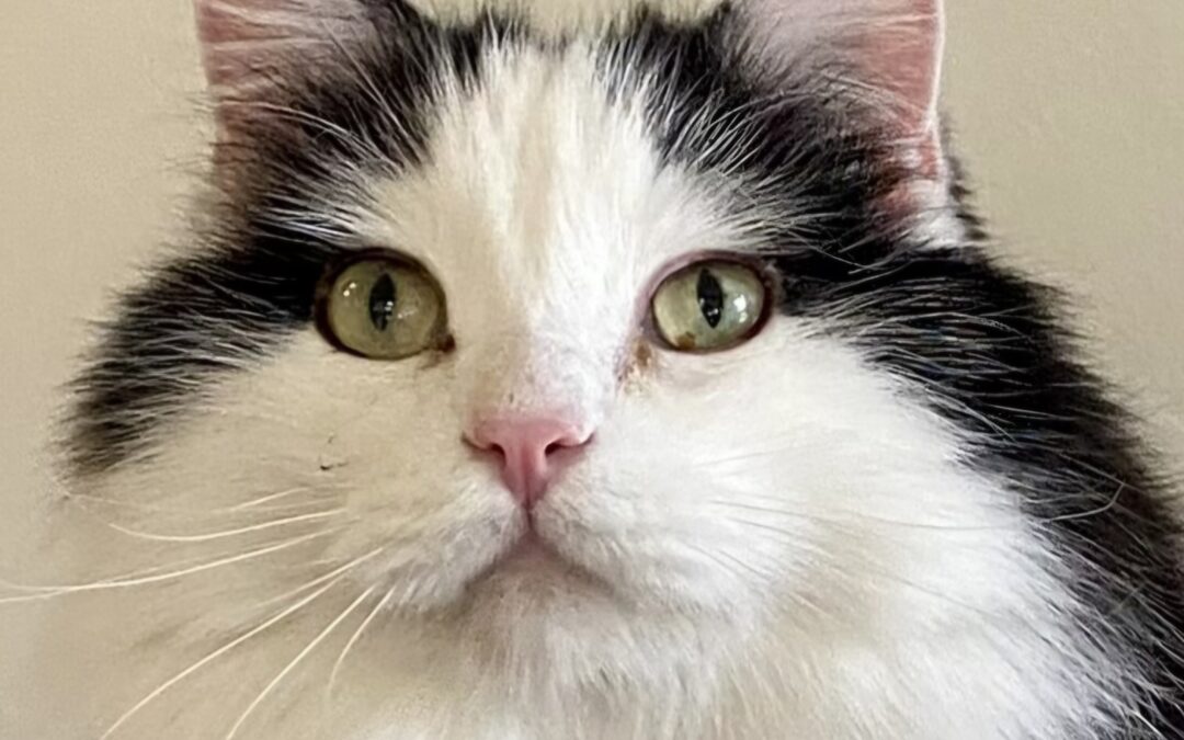 Loki is adopted!