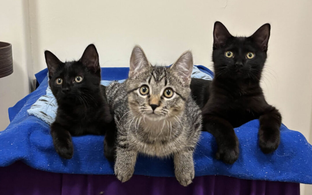 Available kittens