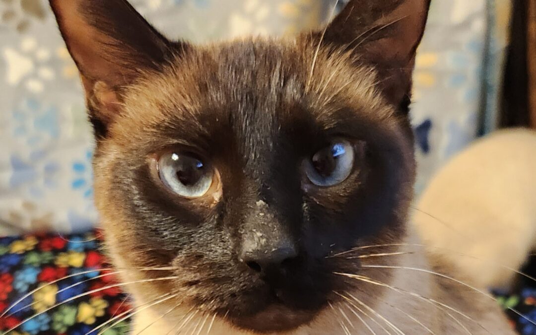 Sweetie  is adopted!