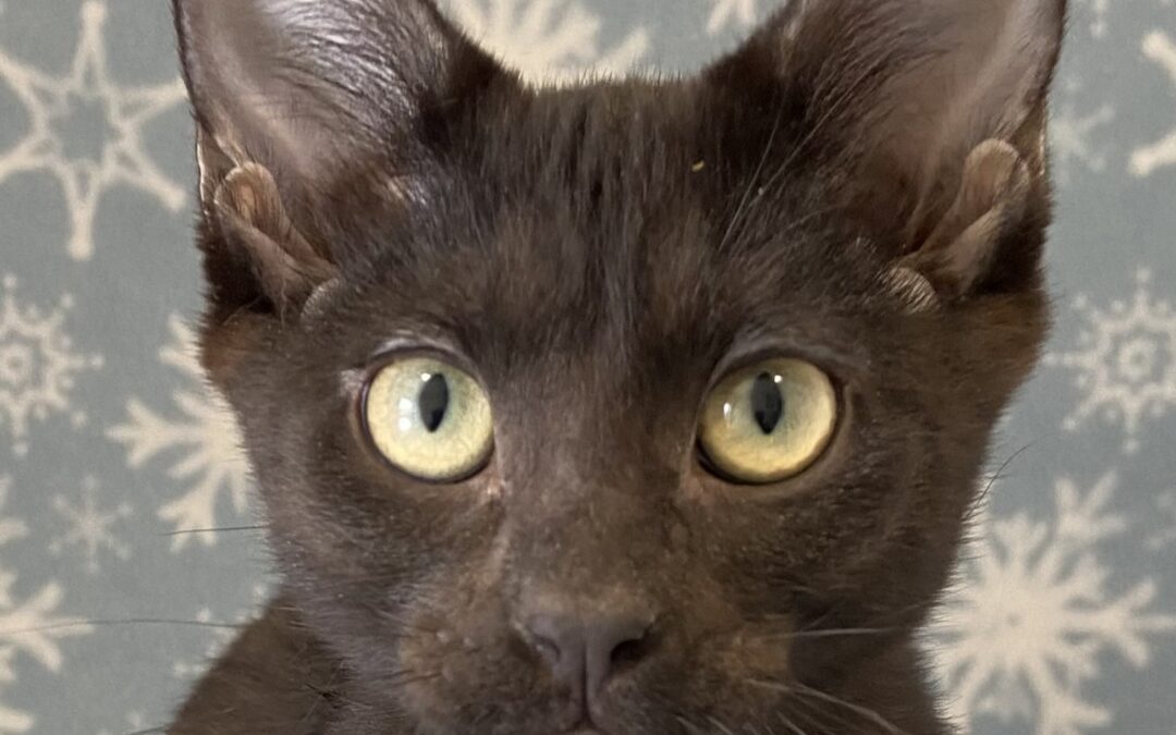Salem is adopted!