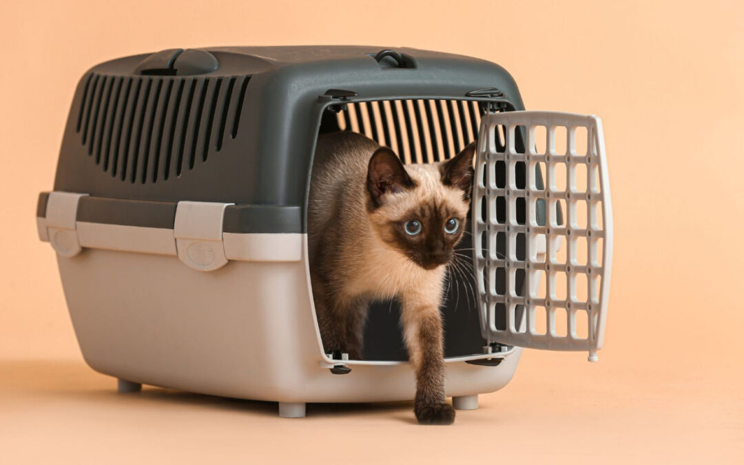 Keep calm & carry on: carriers for your cat