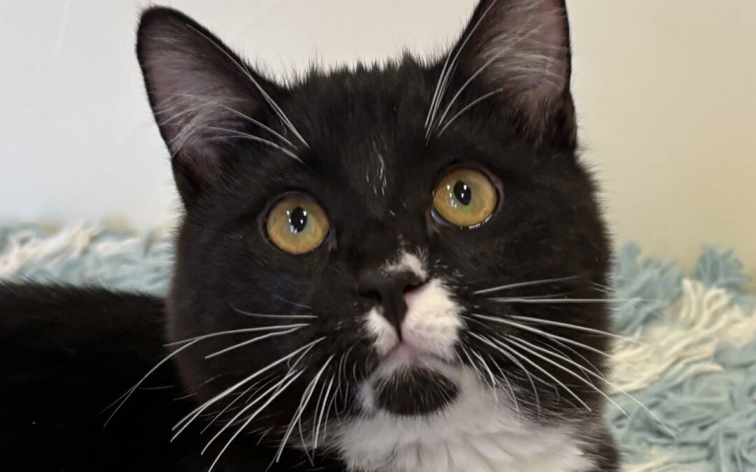 Duke  is adopted!