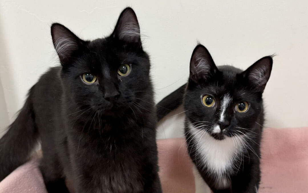 Finley & Misti  are adopted!