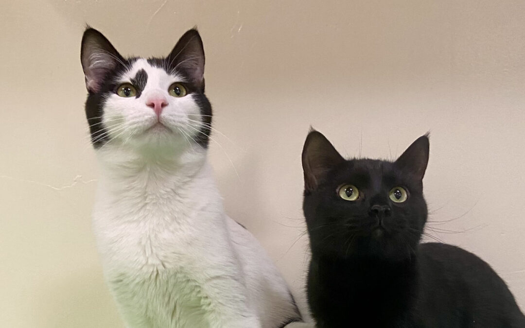 Ori & Pixie Are Adopted!