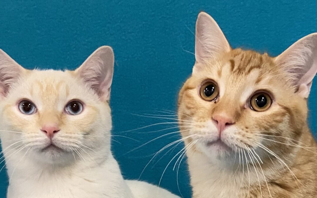River & Ranger Are Adopted!