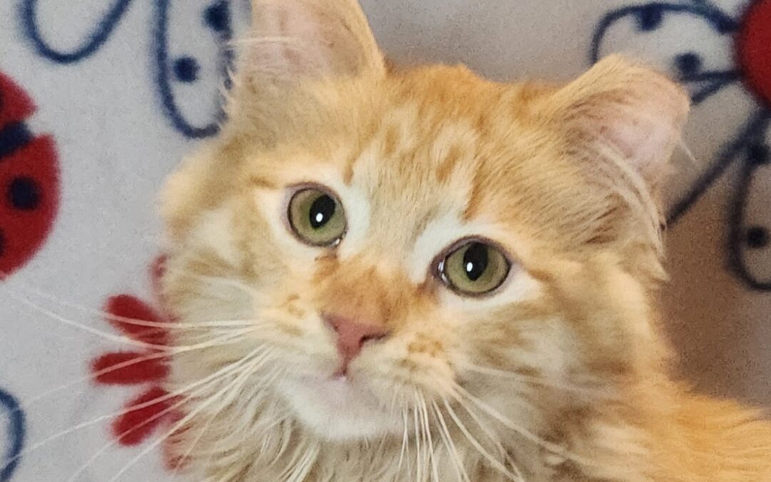 Liam  is adopted!