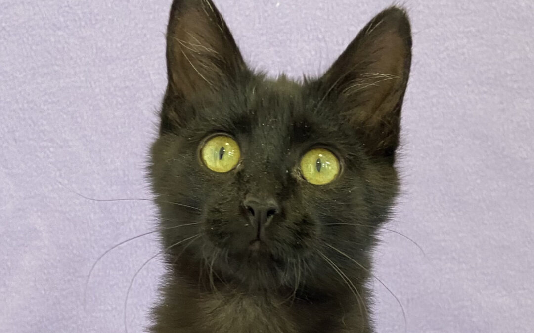Amora Is Adopted!