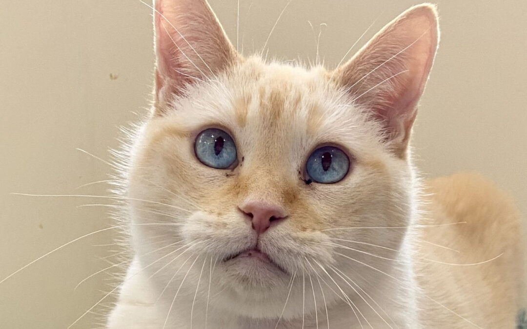 DumiSani Is Adopted!