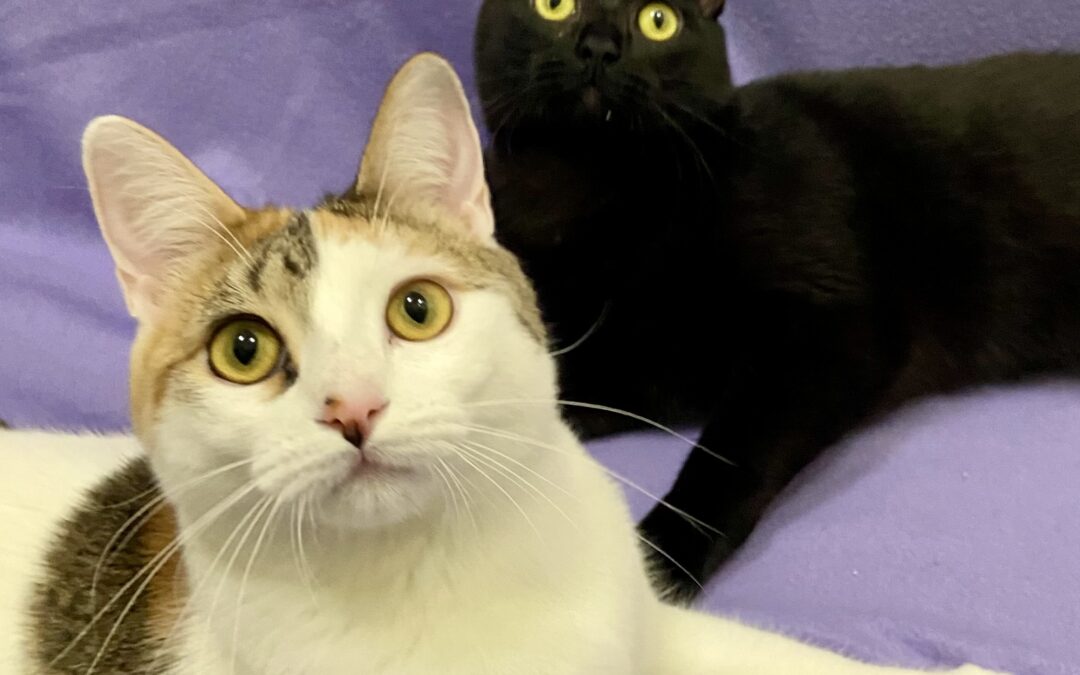 Kiley & Kleo are adopted!