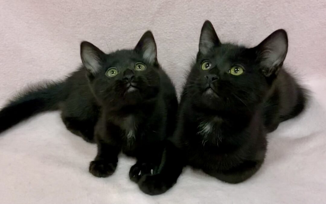 Chicken Little & Goose Are Adopted!