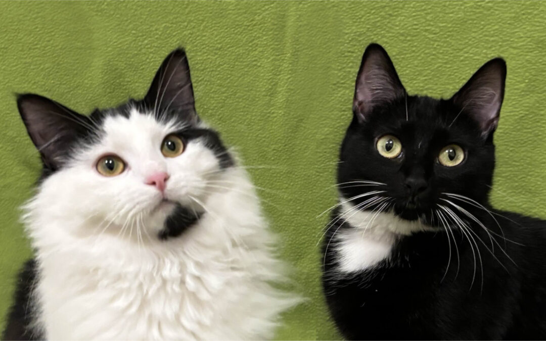 Roscoe & Marie are adopted!