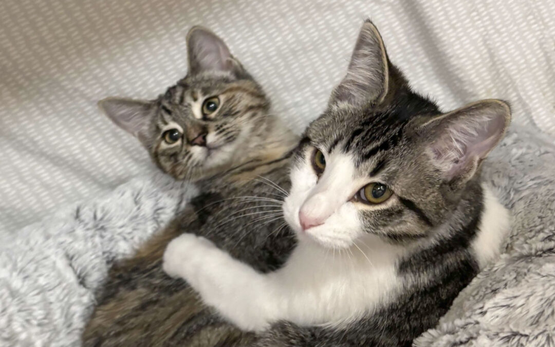 Bug & Doinky Are Adopted!