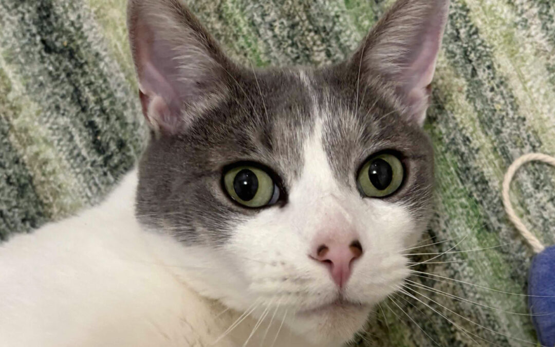 Cadbury Is Adopted!