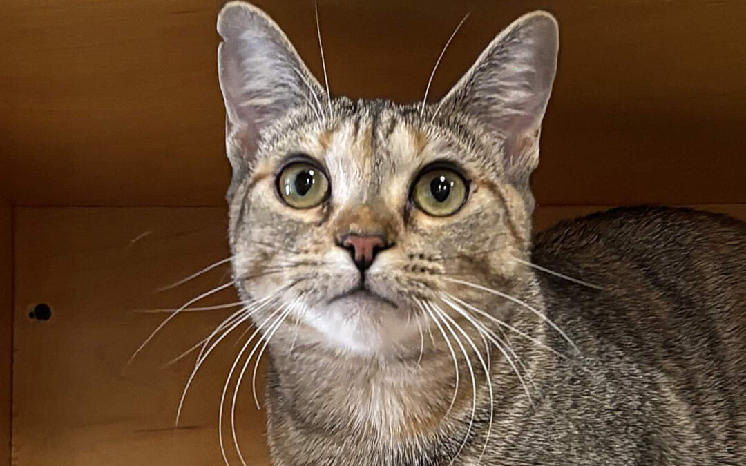 Daisy Is Adopted!