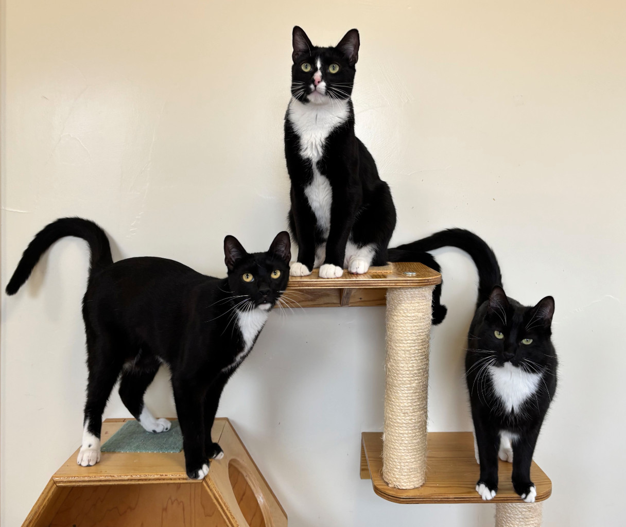 two new owners hold cats at Happy Cats Haven, a cat rescue in Colorado Springs