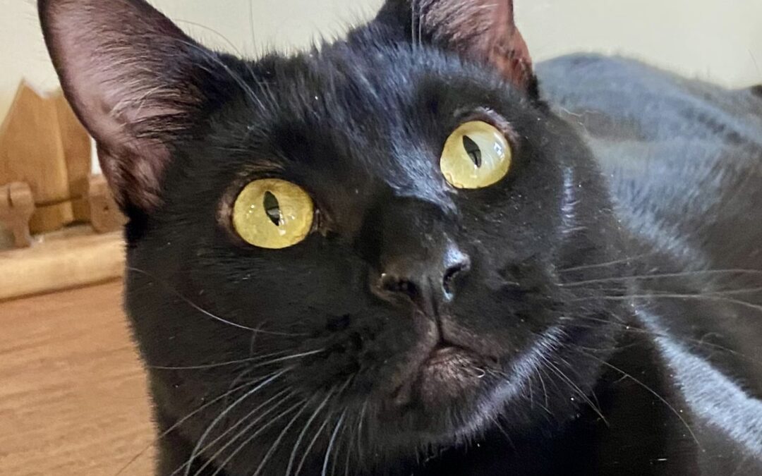 Q-Bert Is Adopted!