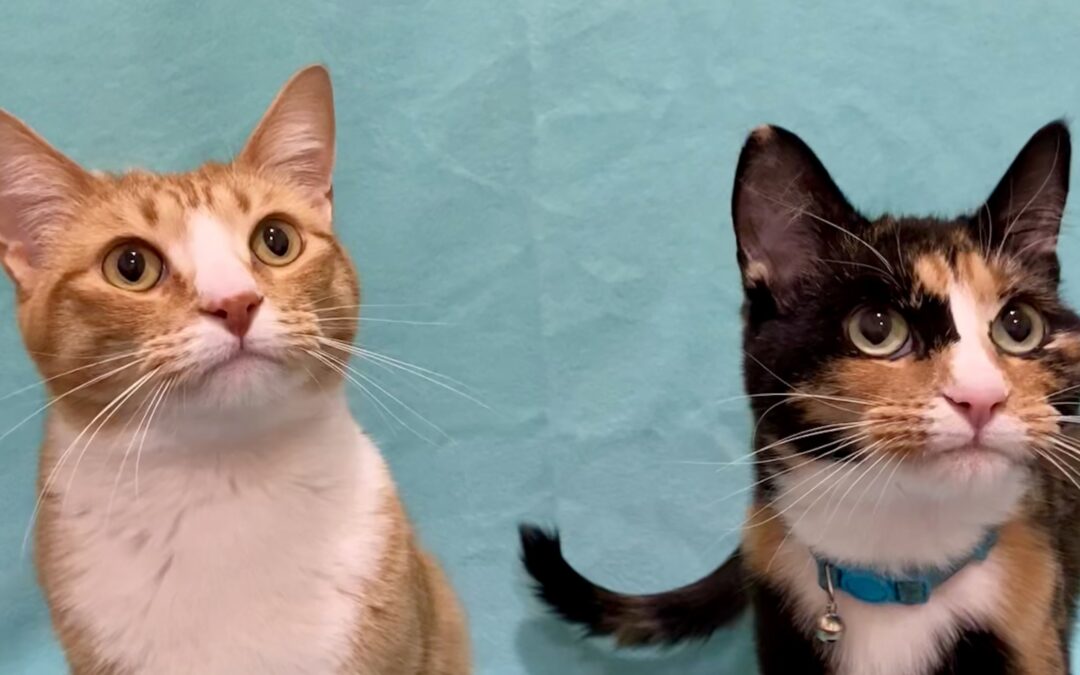 Edward & Shoda Are Adopted!