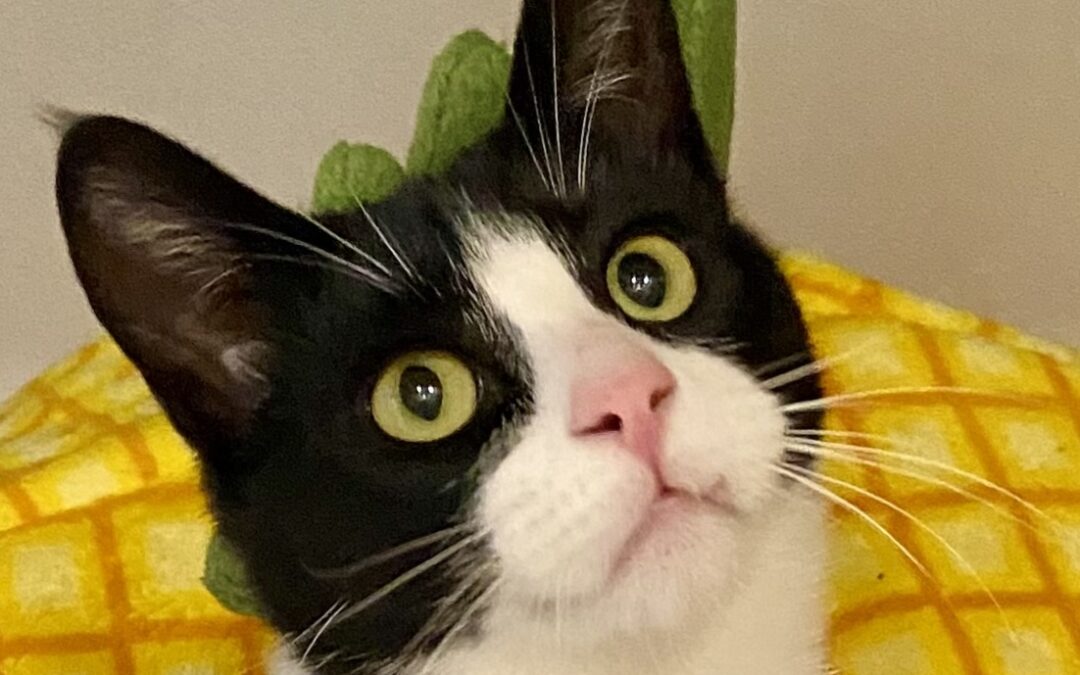 Bootsie