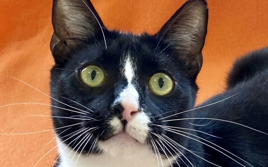 Widget Is Adopted!