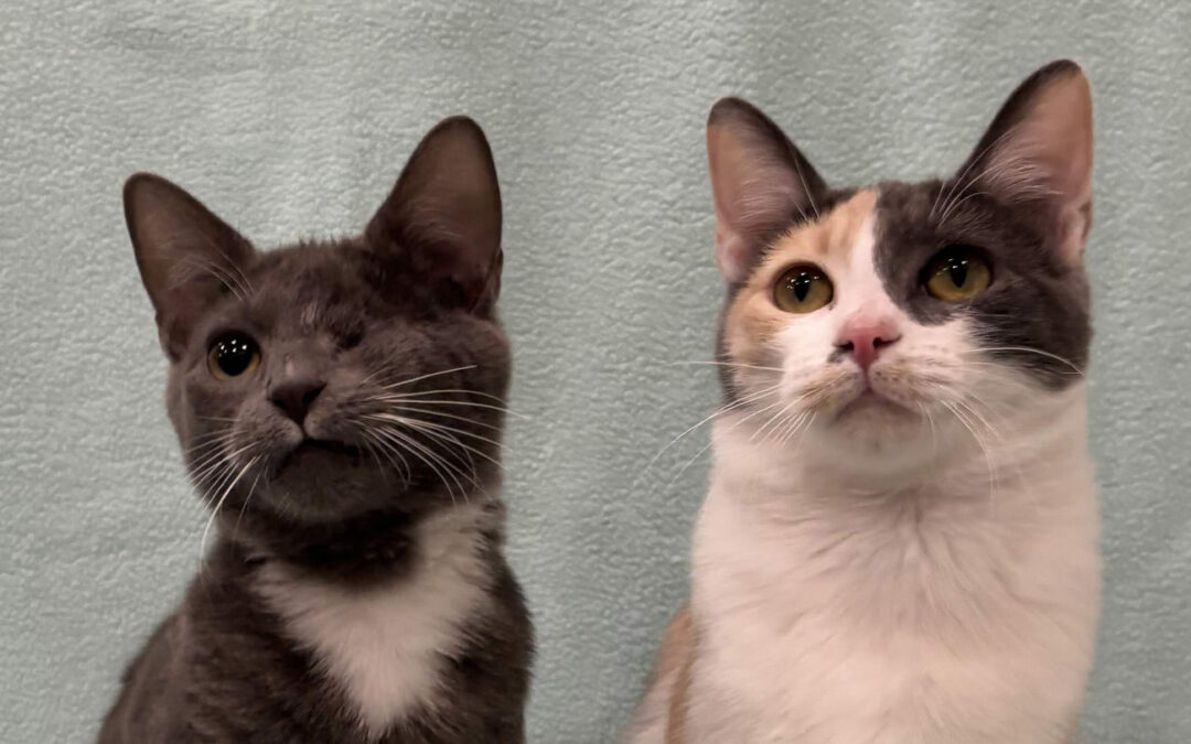 Iggy & Zuzu Are Adopted!