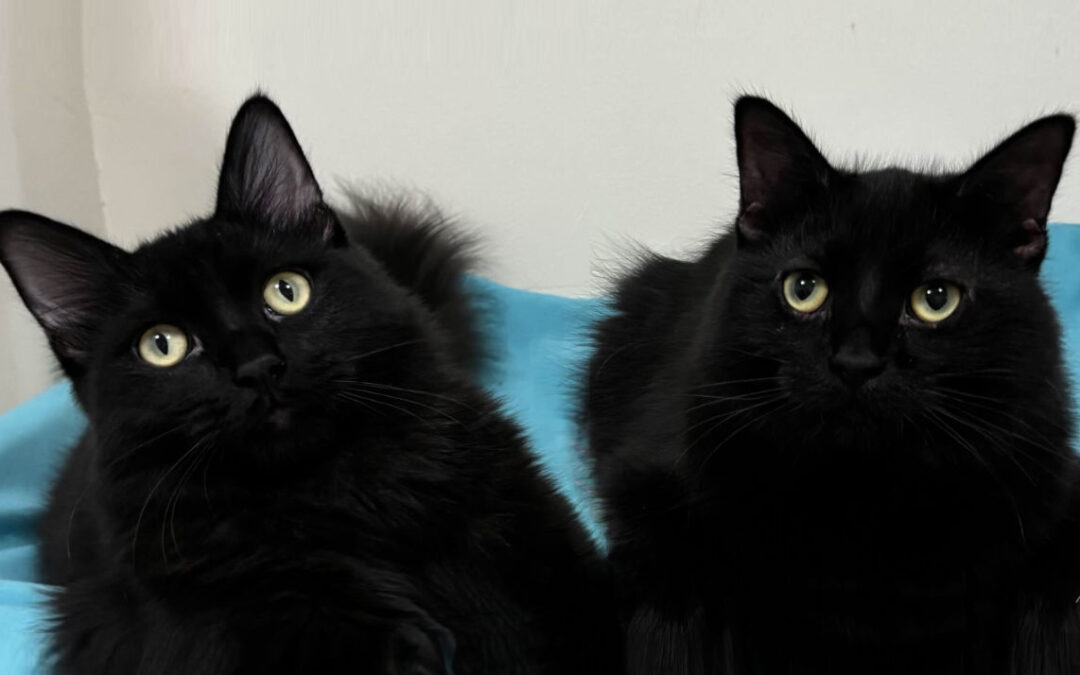 Pugsley & Dahlia are adopted!