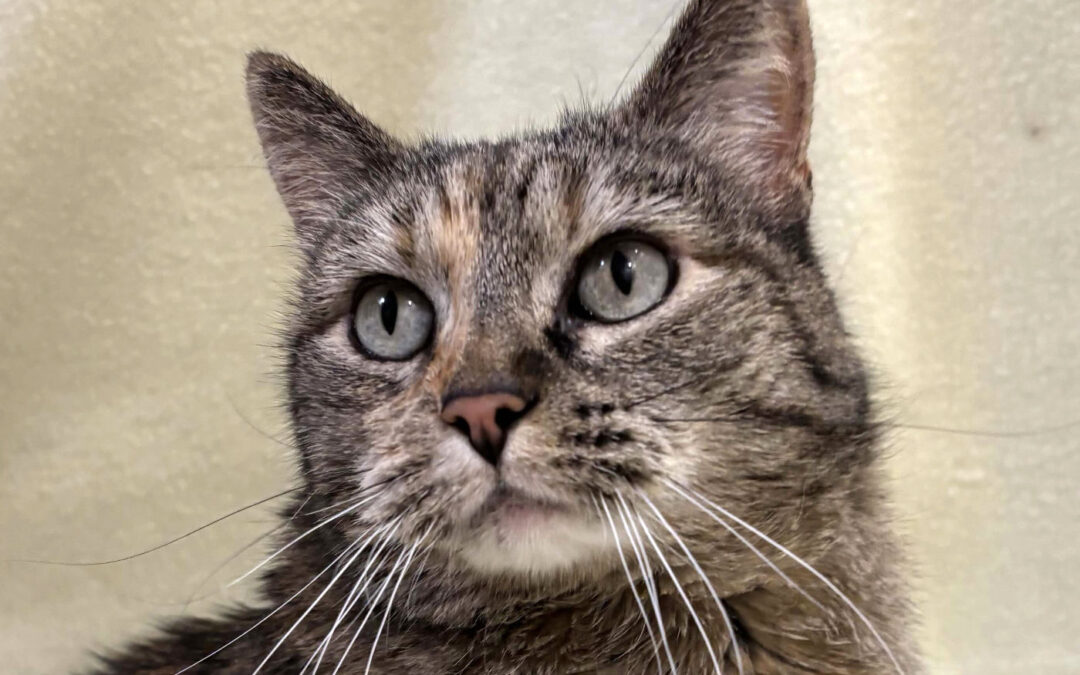 Velka Is Adopted!