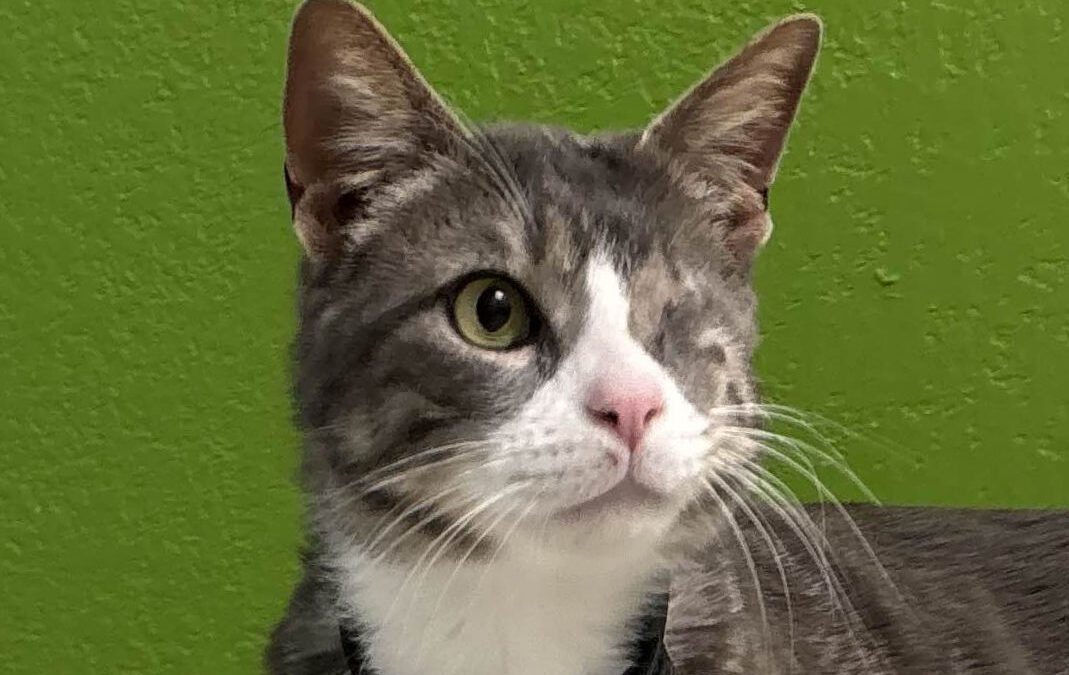 Jack Sparrow Is Adopted!