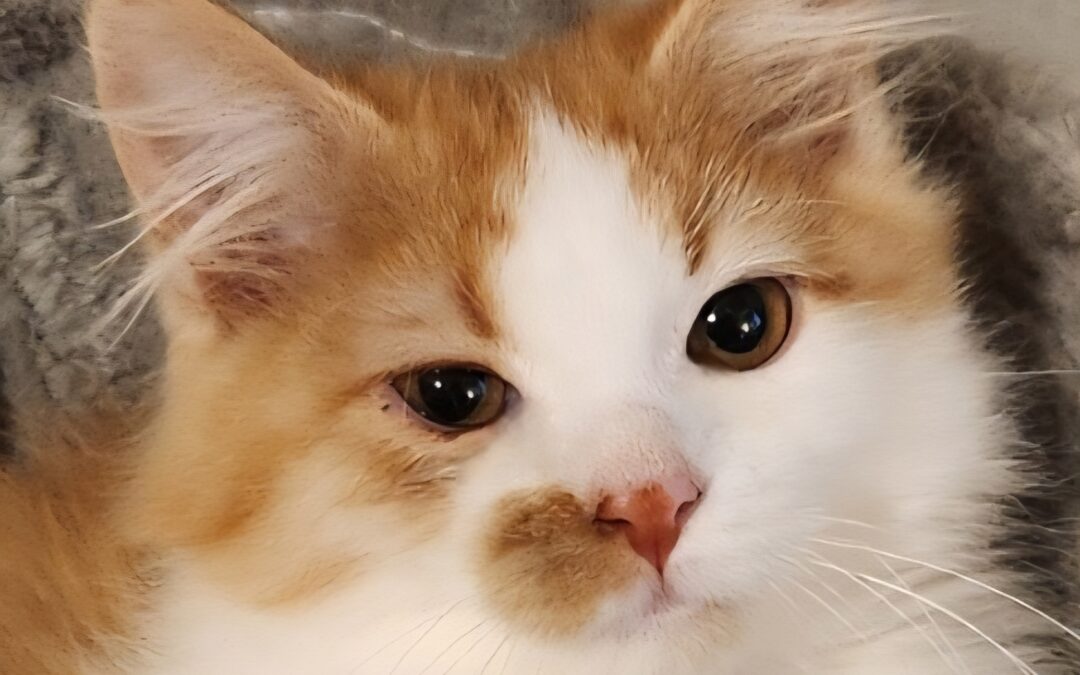 Dori (Foster Care) No longer accepting apps, please be patient as we process!