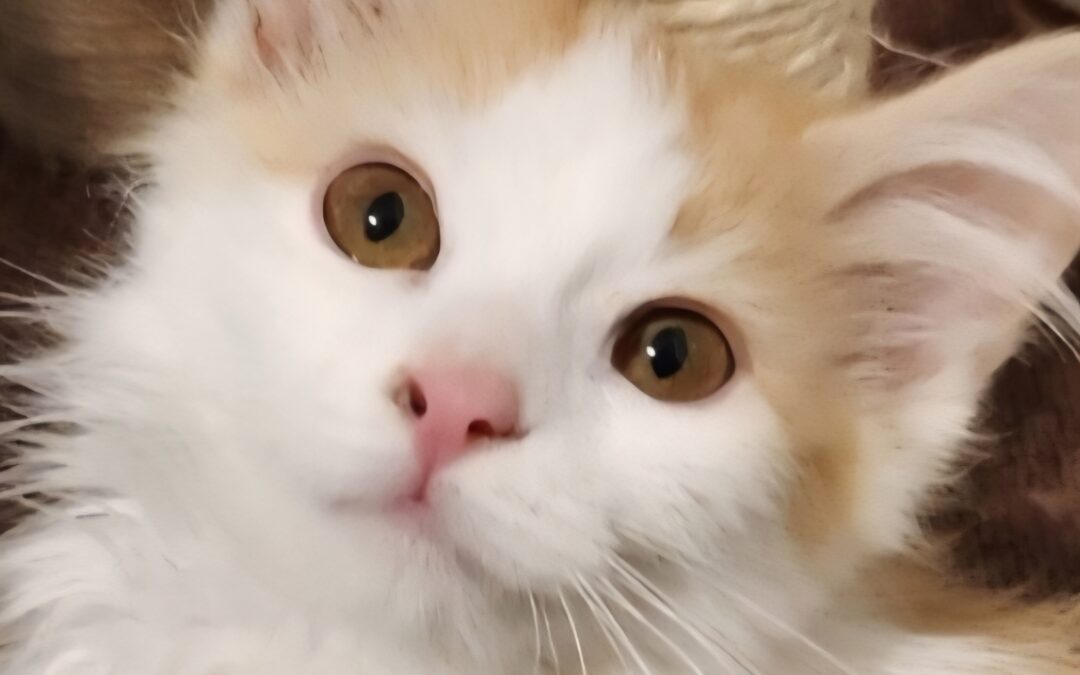 Layla (Foster Care)No longer accepting apps, please be patient as we process!
