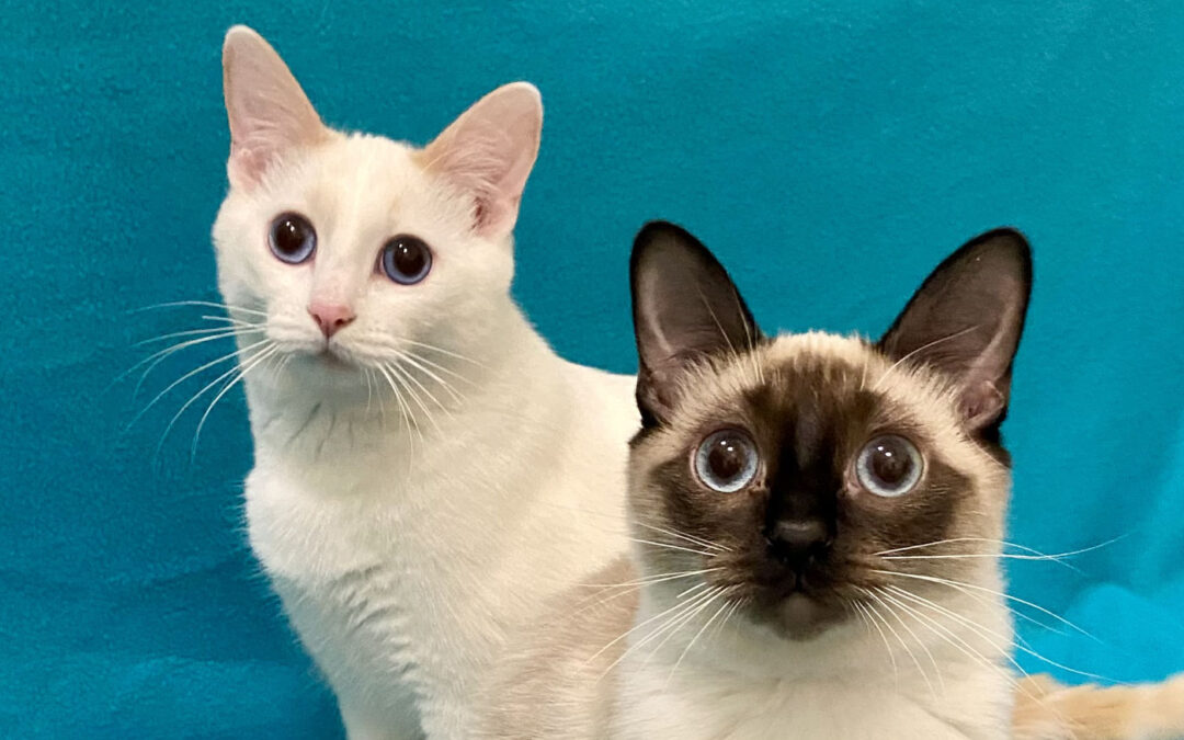 Cedar & Cybil Are Adopted!