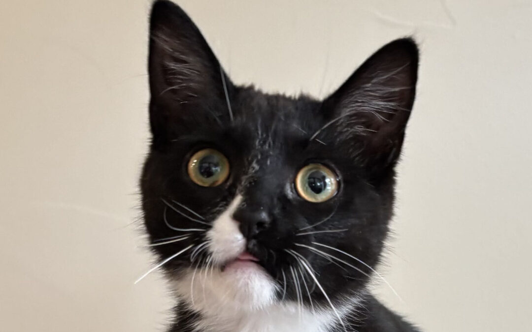 Lillyis adopted!