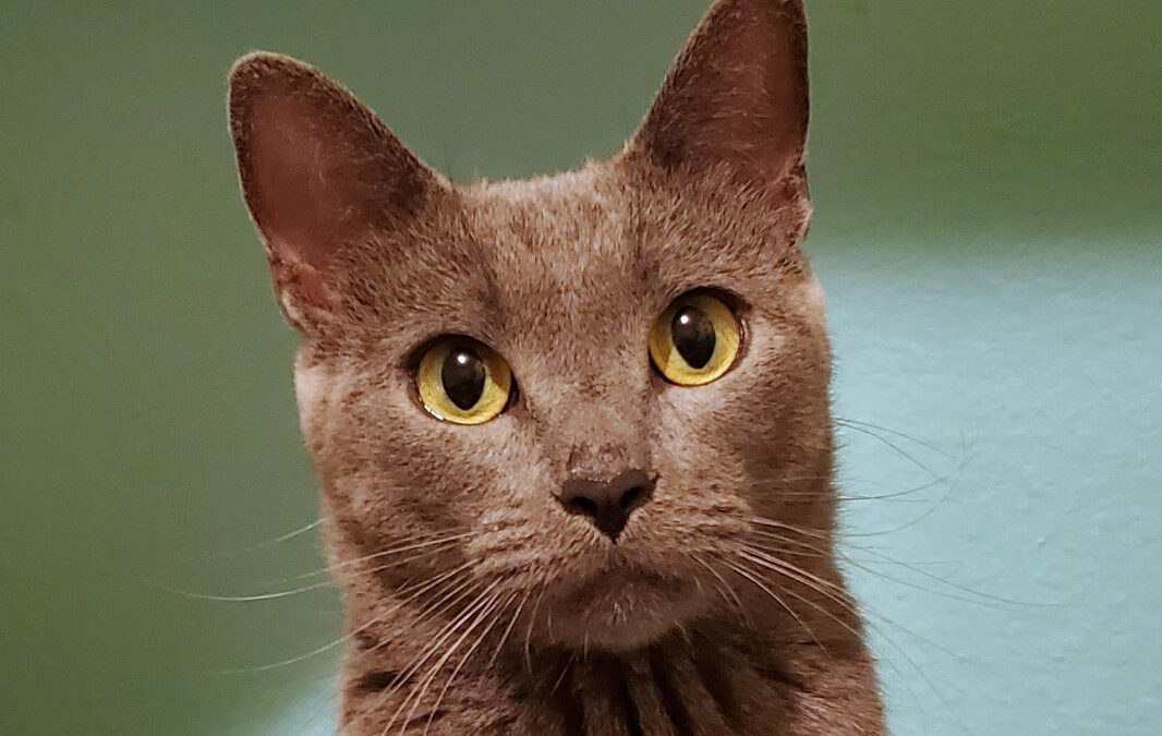 LullabyIs Adopted!
