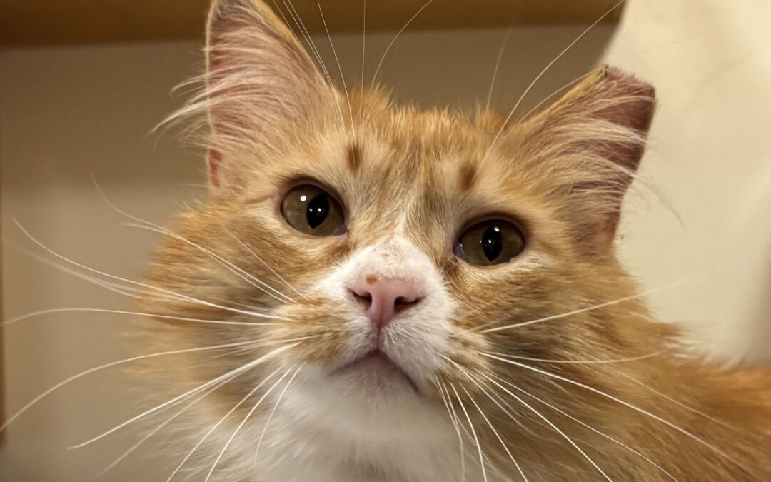 Squeaks is adopted!