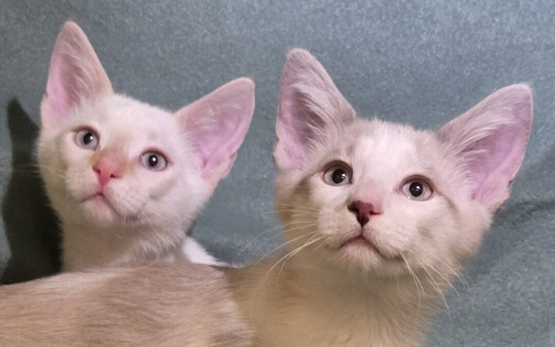 Rossi & Reed  are adopted!