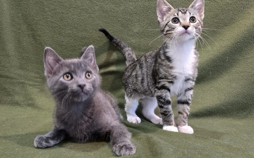 Sashimi & Noodle are adopted!
