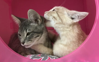 How to bathe a cat: and why not to