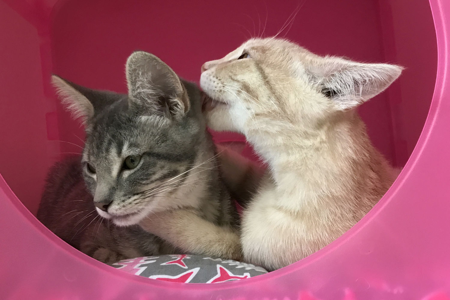 2KittensKissTyroneGroomsPabloFeaturesm