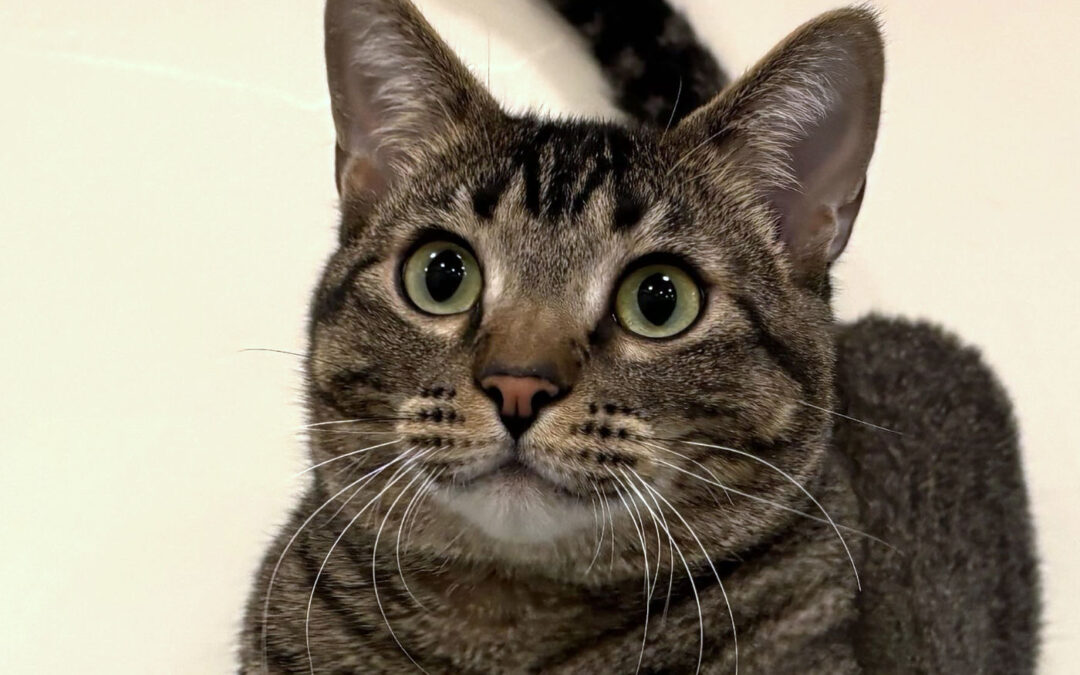 Clark Is adopted!