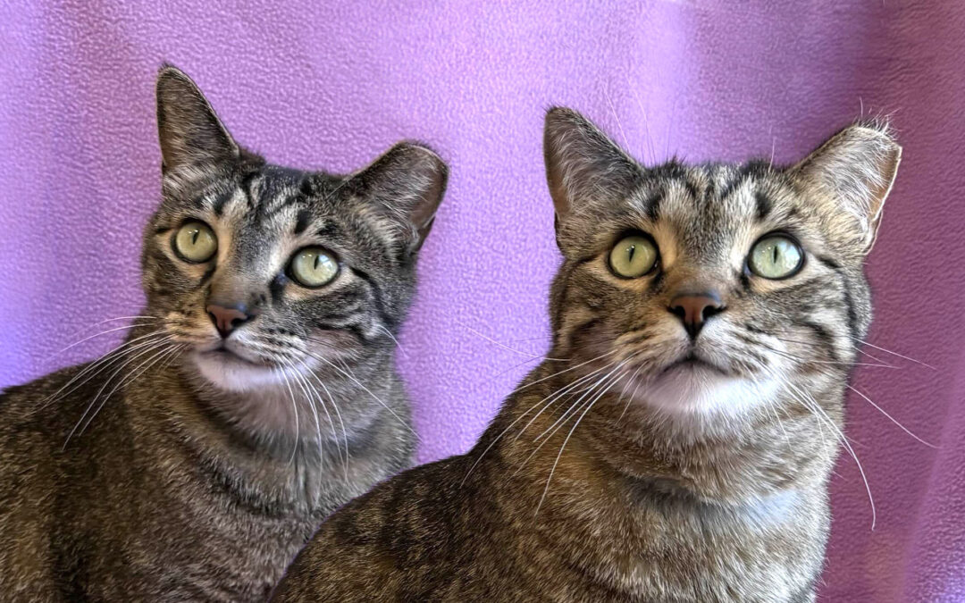 Gemma & Maxi