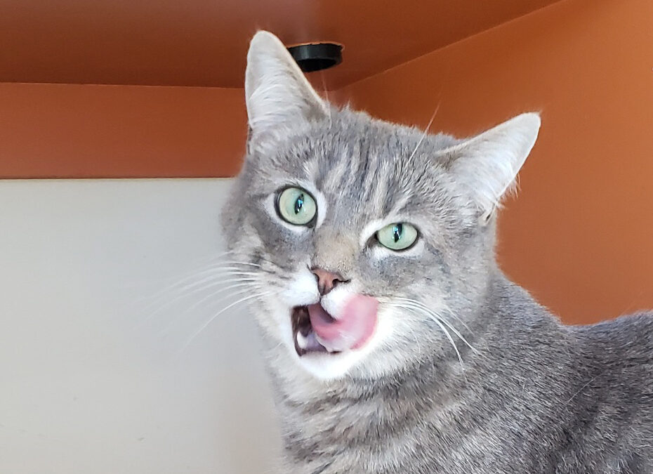 You’re feeding your cat all wrong! 11 tips for happier meals