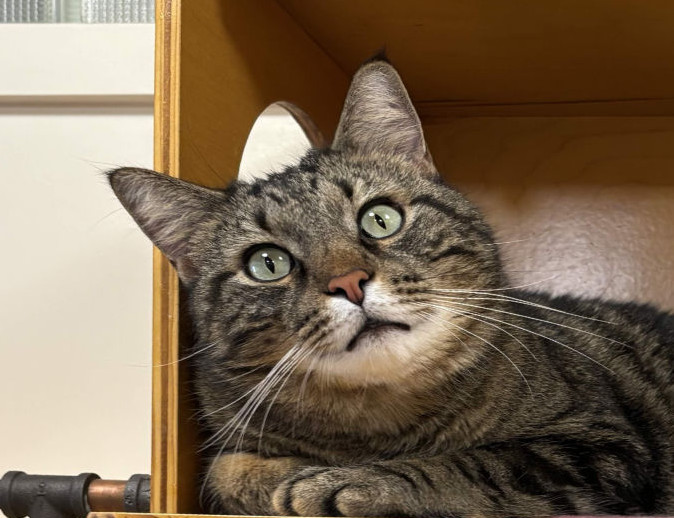 Sam Is Adopted!