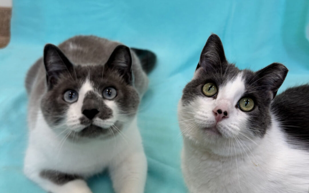 Smudge & Lily are adopted!
